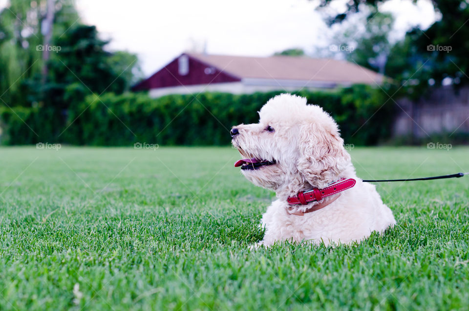 Dog sitting in grass