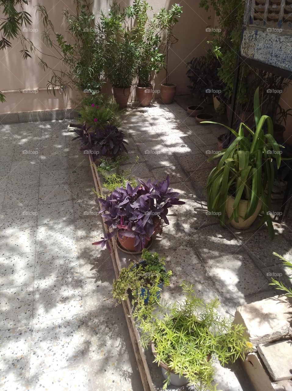 different types of plants, flowering plants, pink flower fresh seasonal,all are looking very beautiful generally found in home