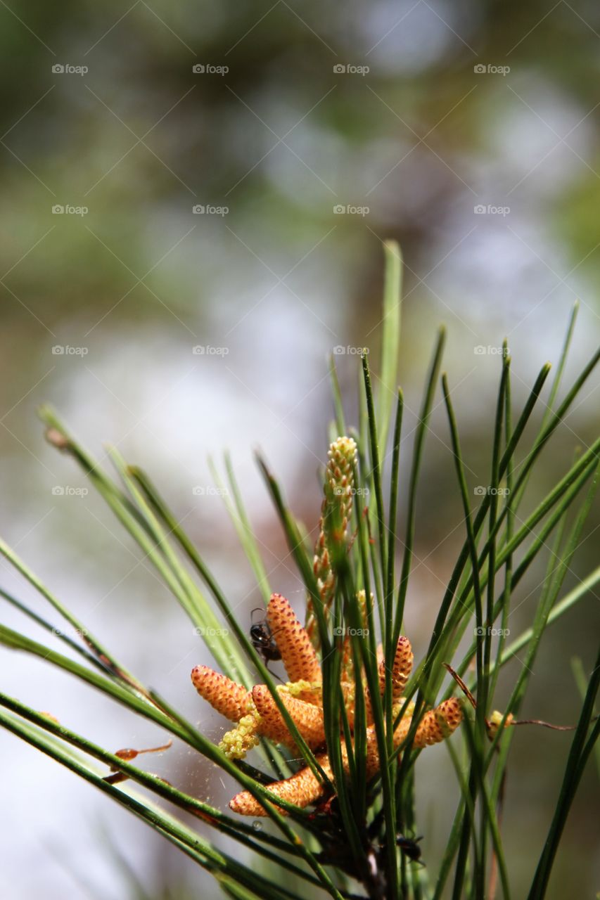 new growth on pine with ant.