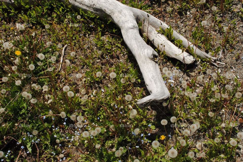 Alaskan Driftwood