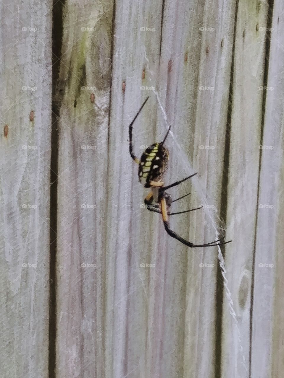 spider on a web