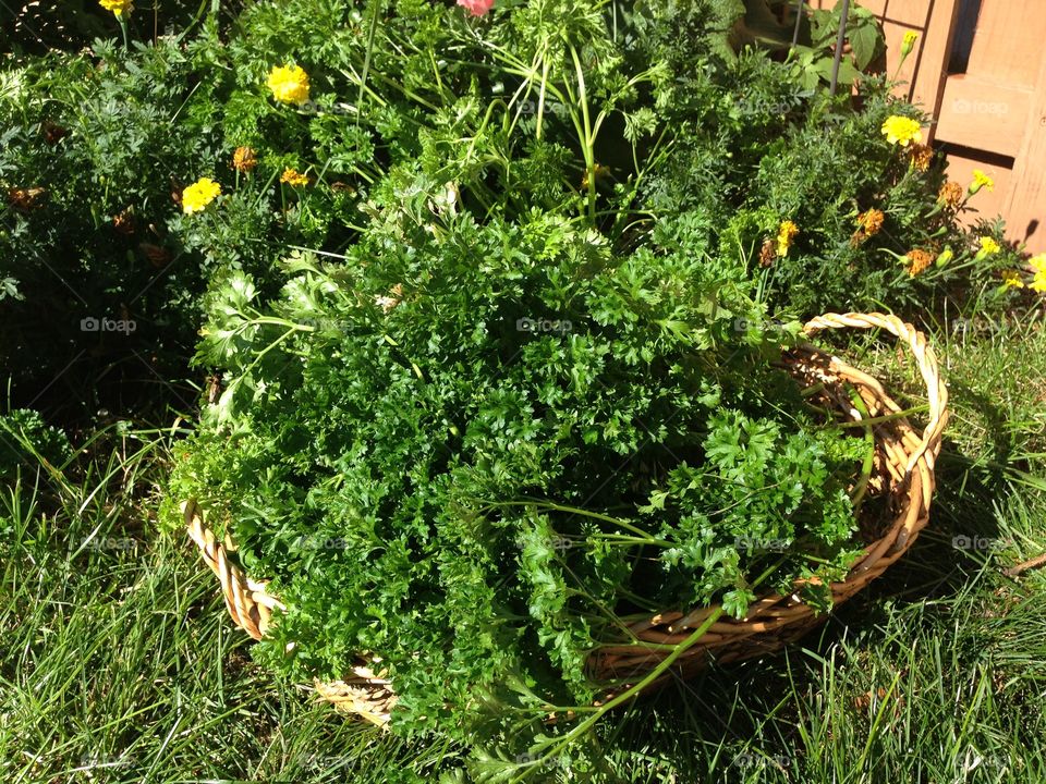 Basket of Herbs