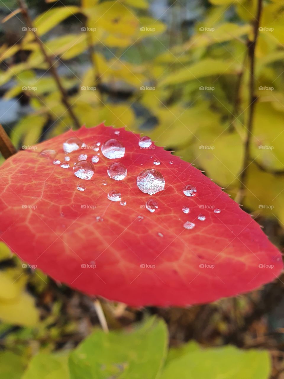 Dew on a red autumn leaf