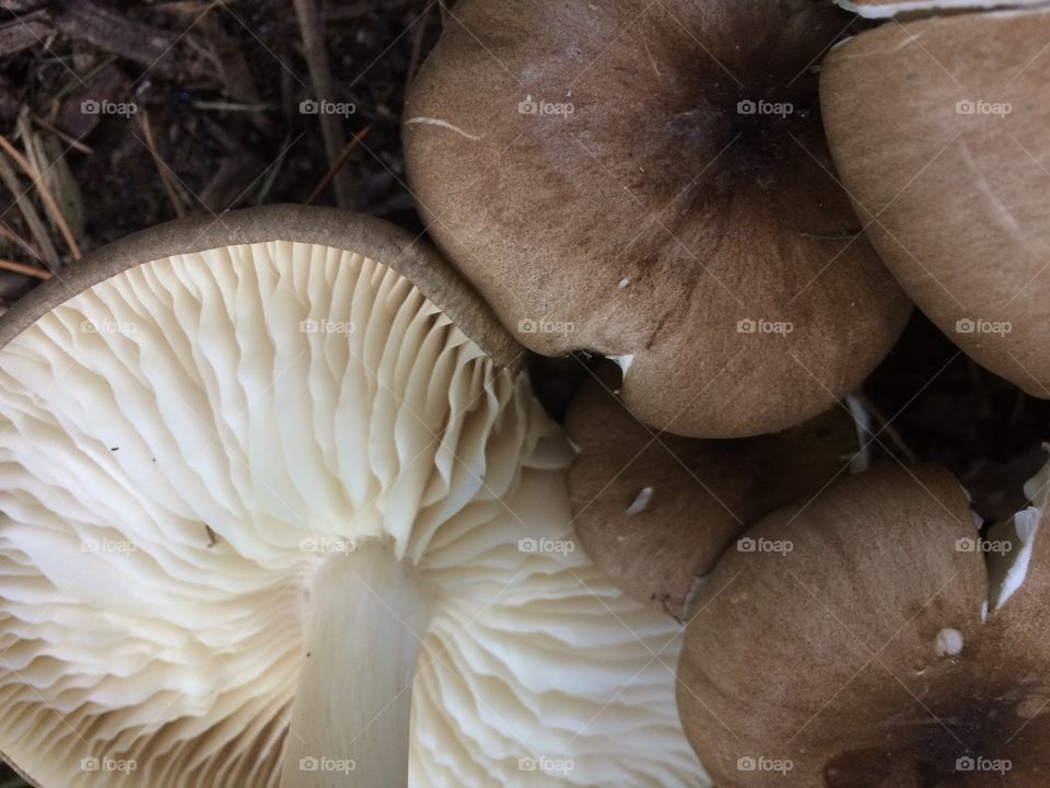 Mushrooms 