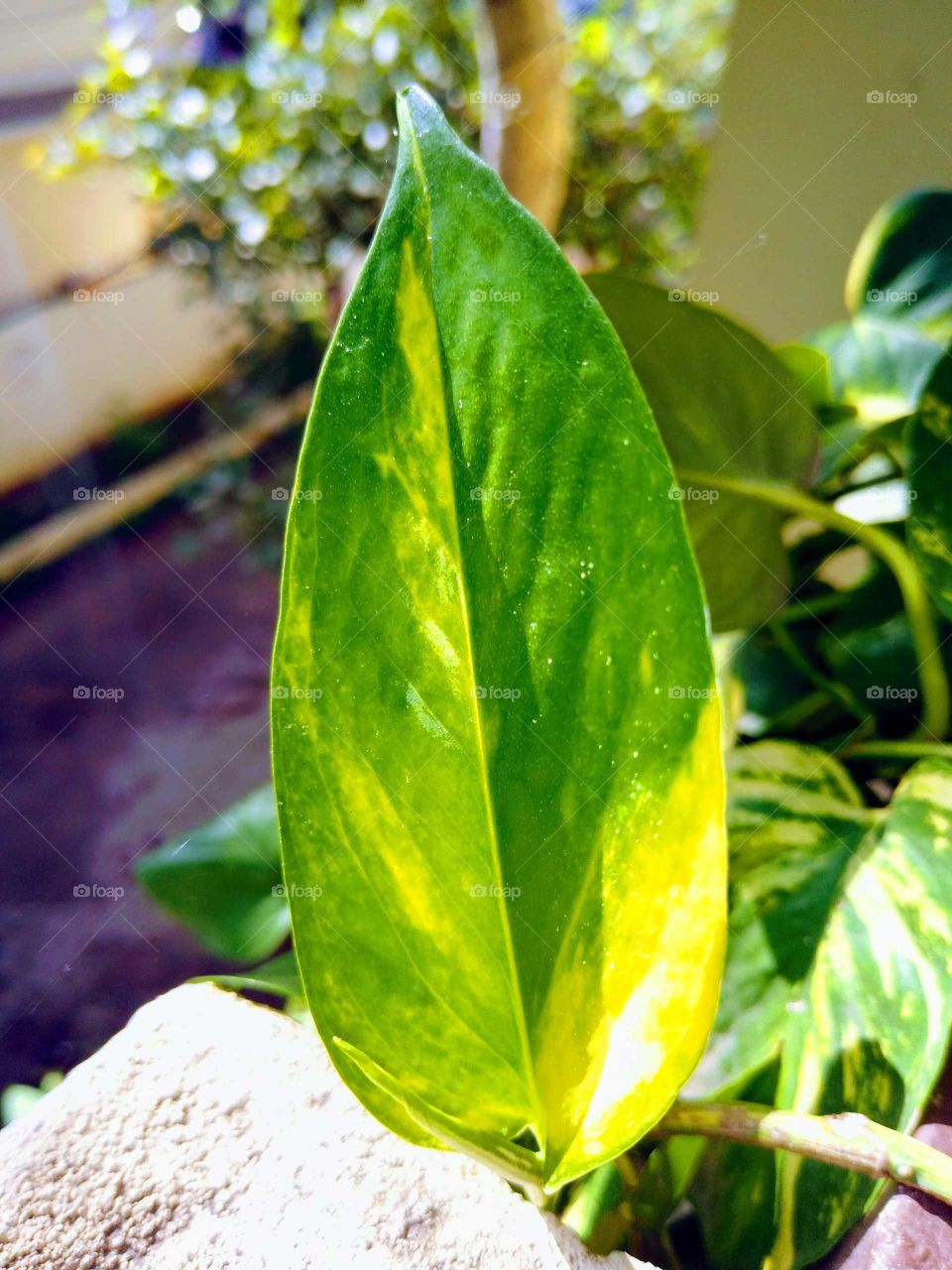 a money plant leaf