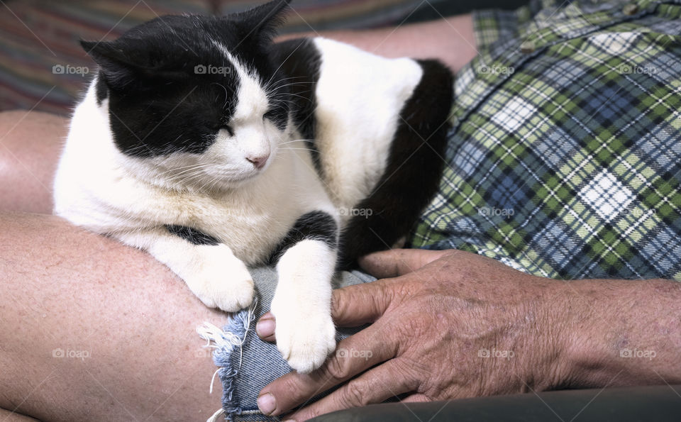 A black and white pet cat sleepig on a man's lap.