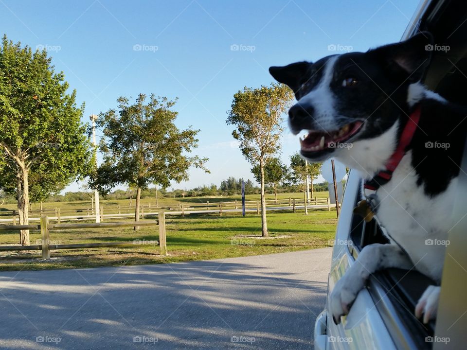 smiling dog