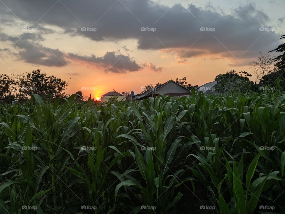 Sunset on the corn field