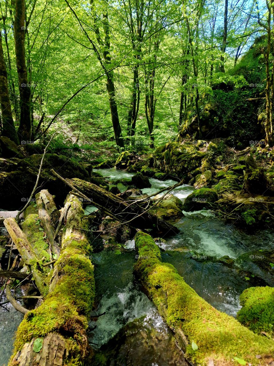 river in the forest