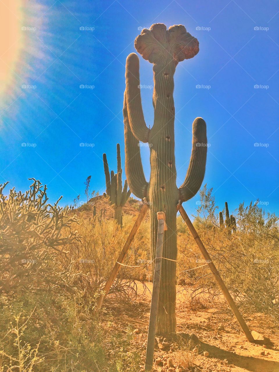 Crested Saguaro