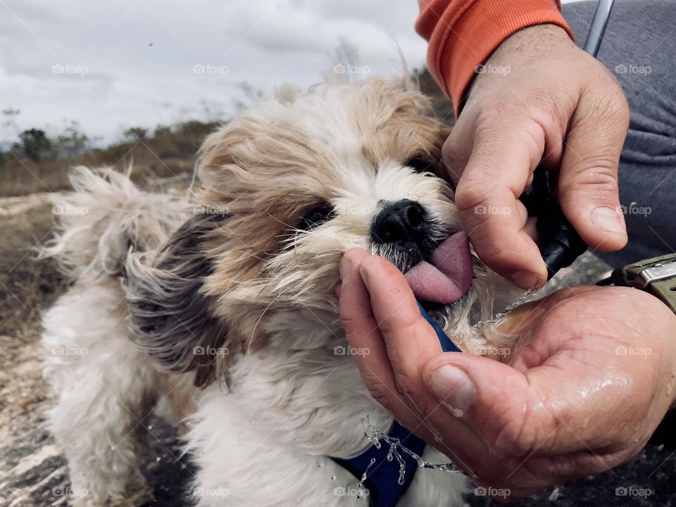 dog drinking water