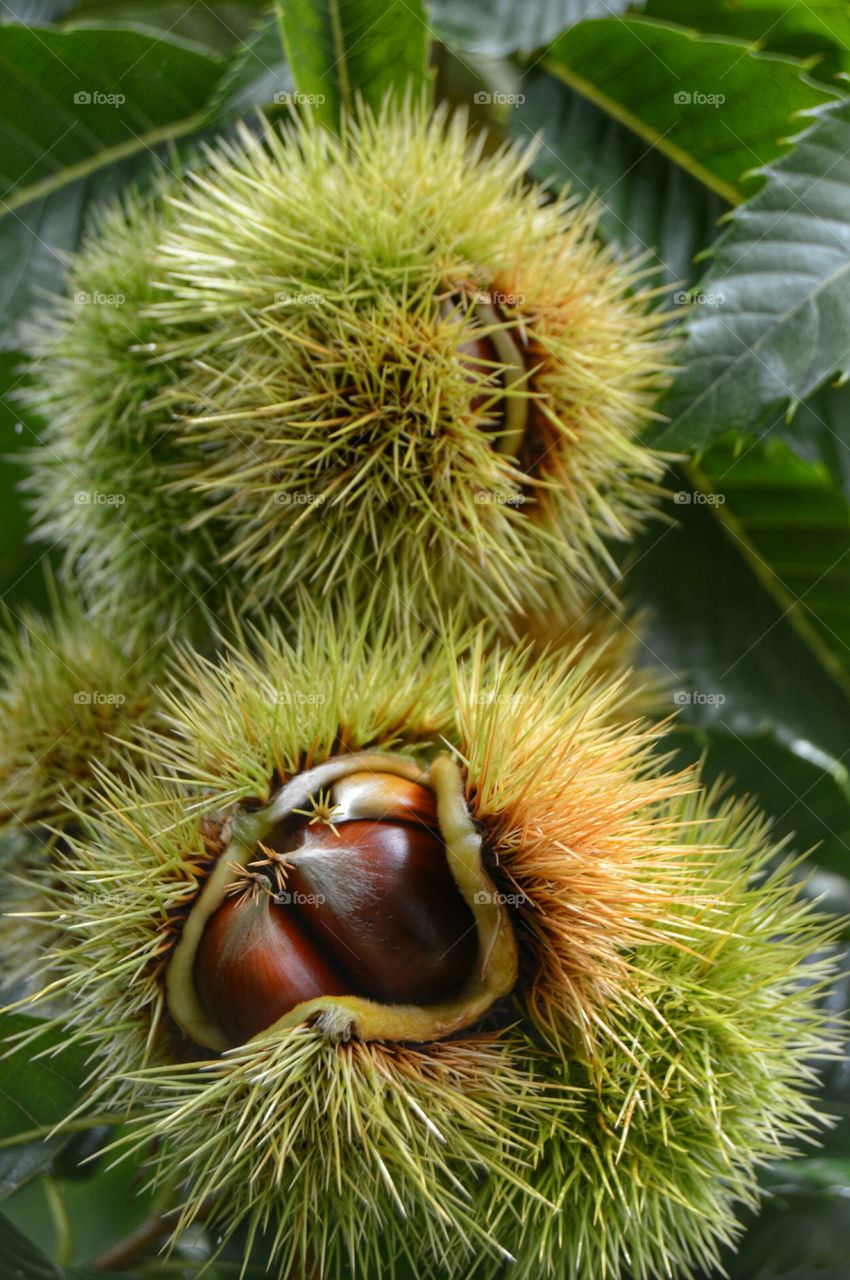 Close-up of chestnuts