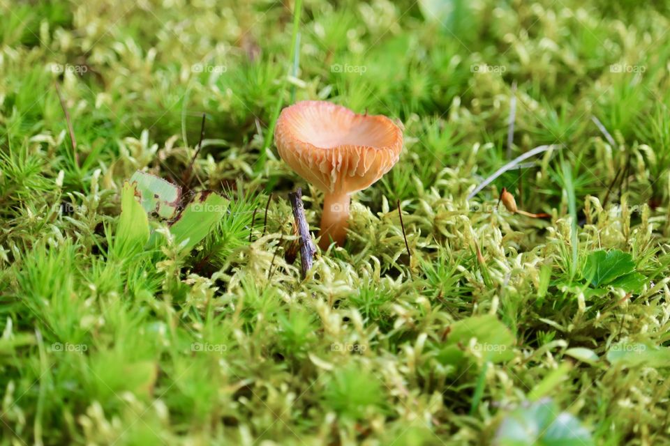 Closeup wild mushroom