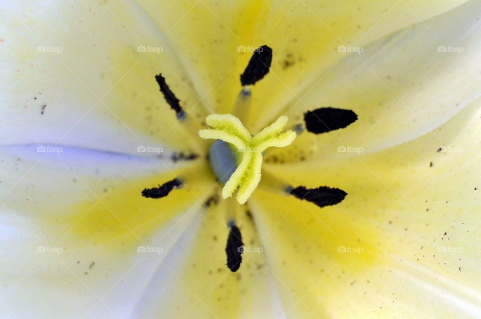 Yellow flower macro