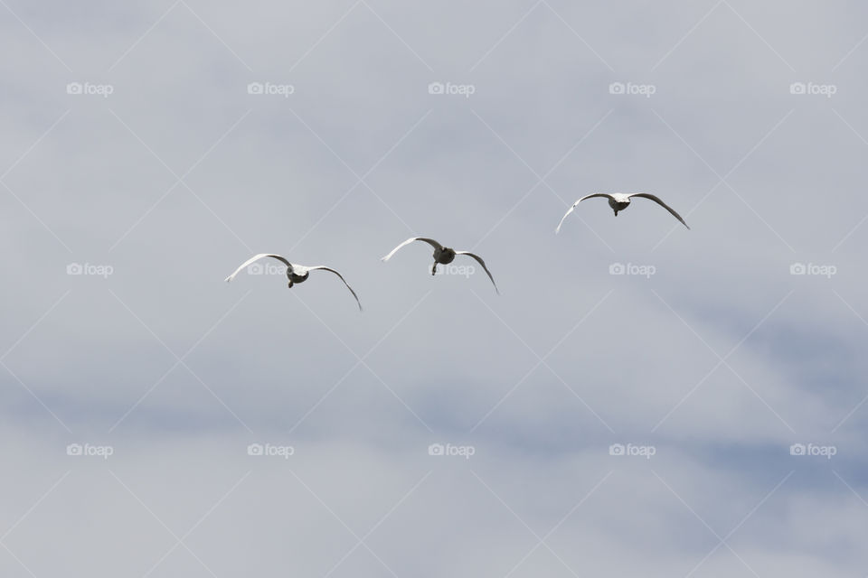 Swans flying high in the sky .
Svanar flyger 
