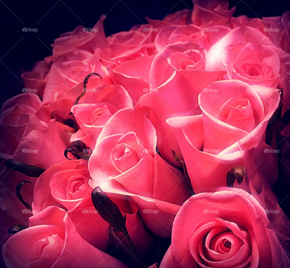 Deep pink roses
