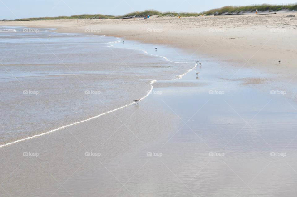 Seashore. small birds scavenge the seashore at low tide