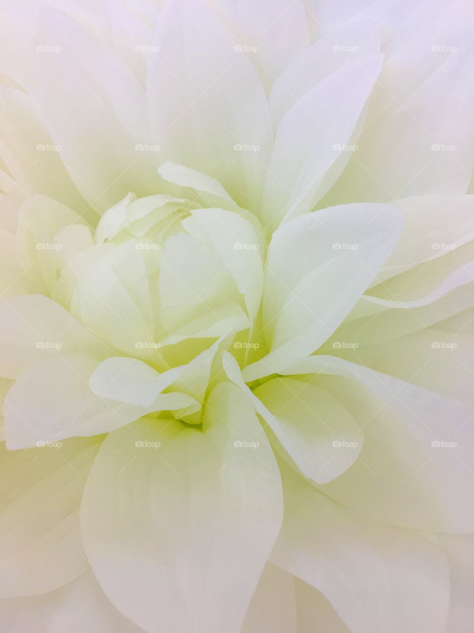 Extreme close-up of flowers