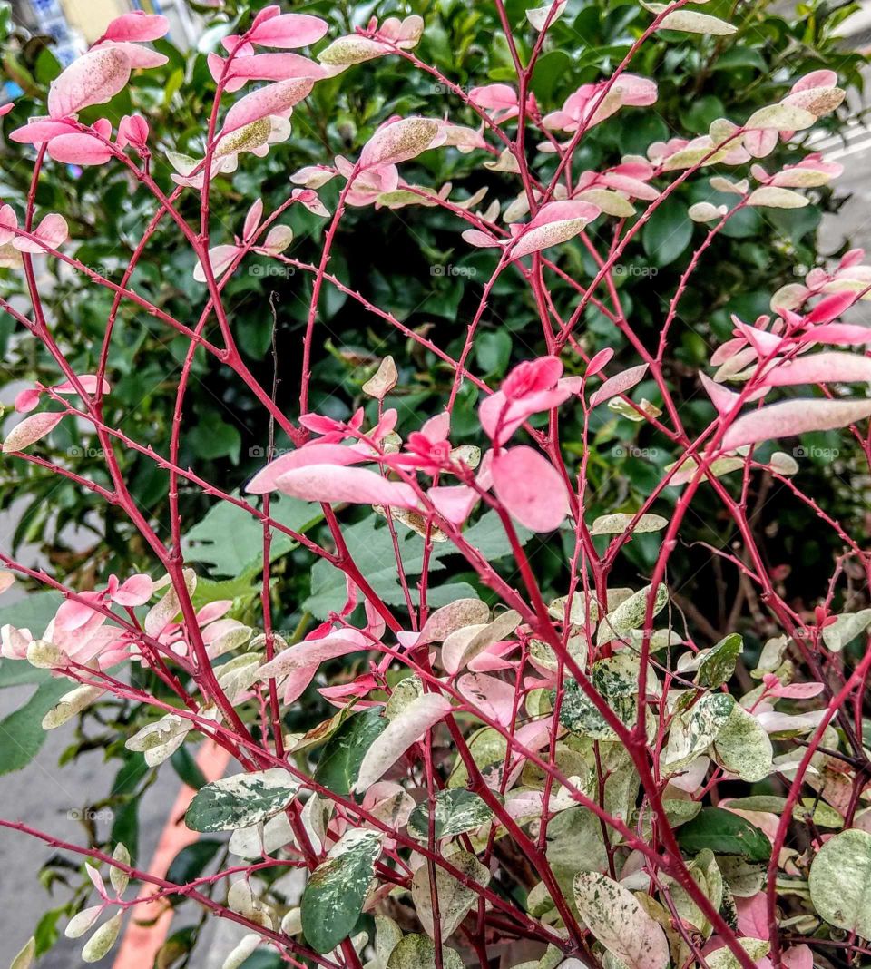 The natural weaving brush was found roadside garden, it's pink leaves and branches were beautiful and bright, looked so surprised and lively.