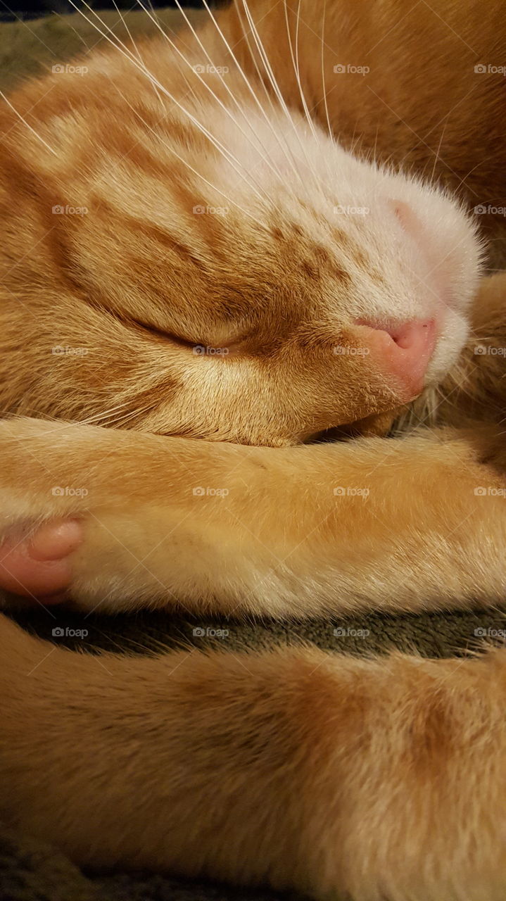 Yellow Tabby Cat...."Rusty"