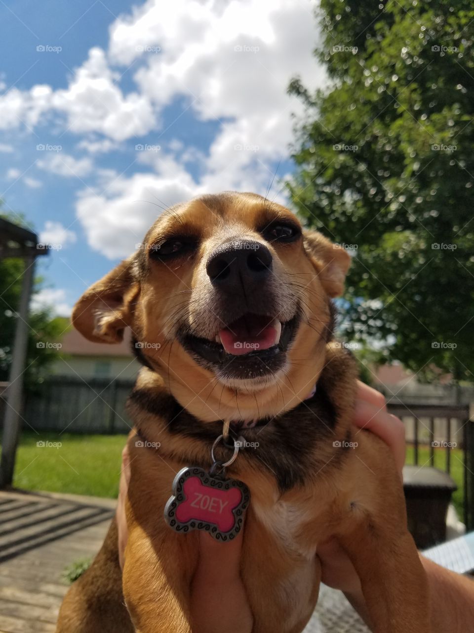 happy chiweenie outside
