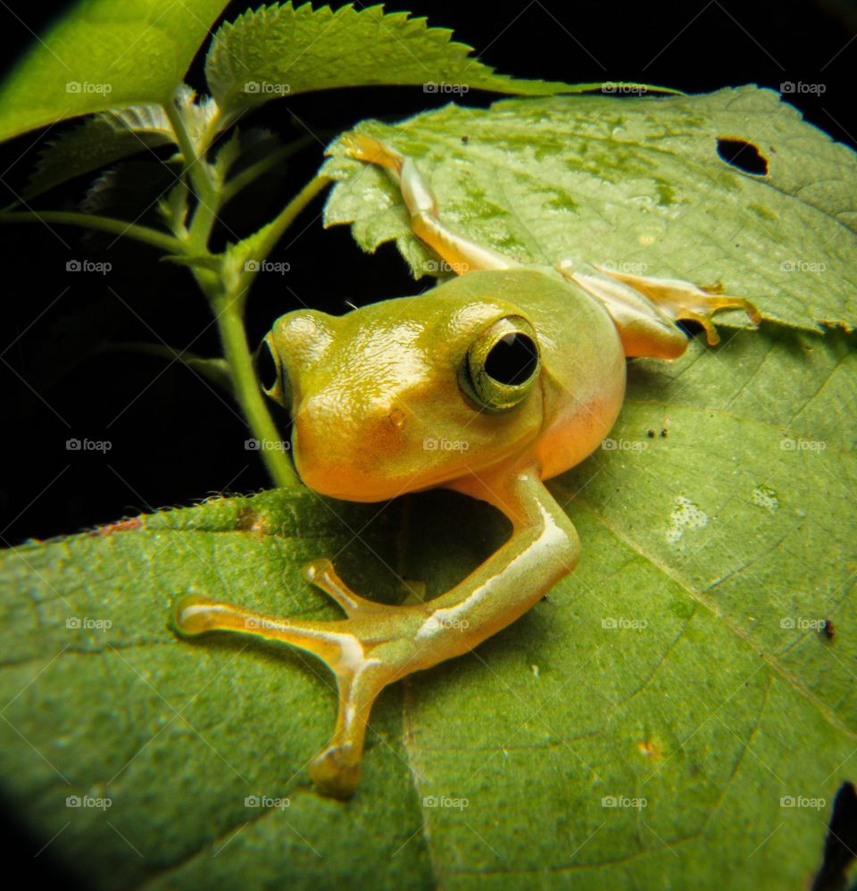 Frog