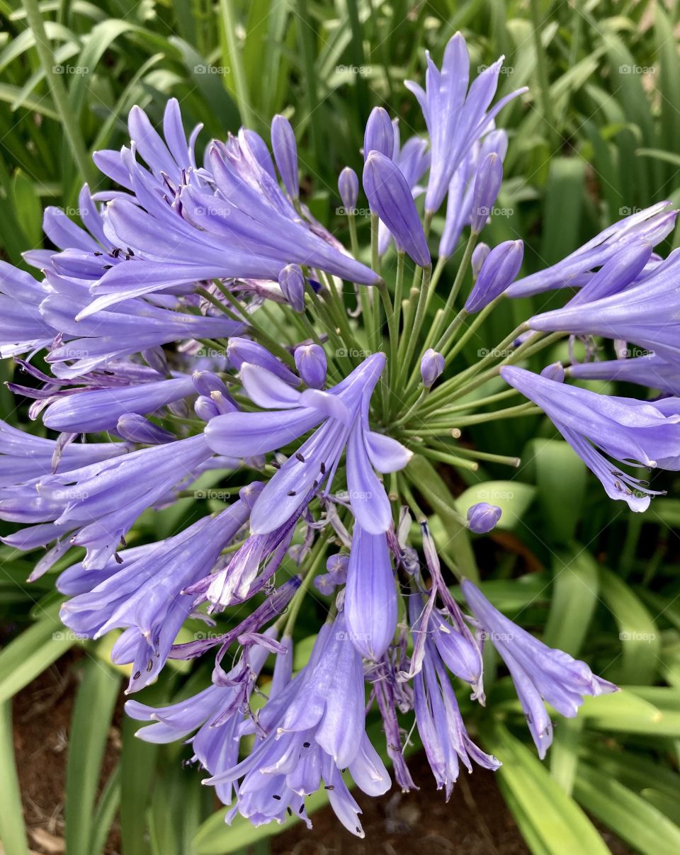 🌹 🇺🇸 Very beautiful flowers to brighten our day.  Live nature and its beauty. Did you like the delicate petals? / 🇧🇷 Flores muito bonitas para alegrar nosso dia. Viva a natureza e sua beleza. Gostaram das pétalas delicadas? 