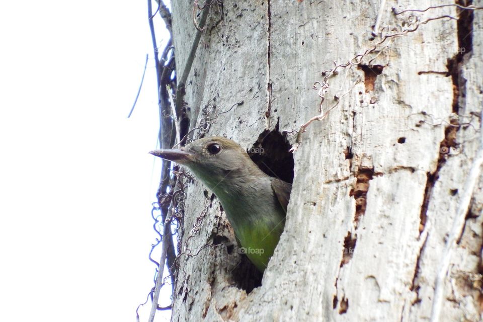 Flycatcher 