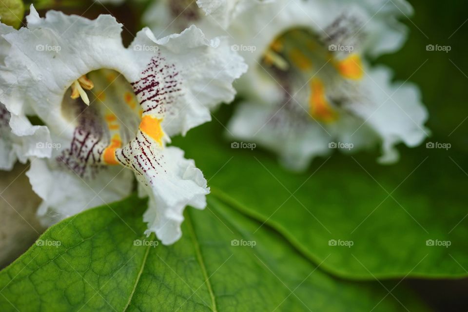 Catalpa Flowers