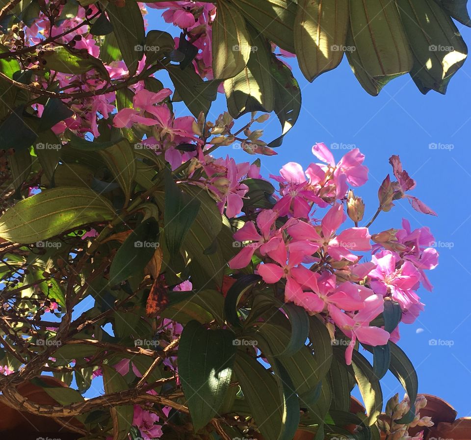 Quaresmeiras rosas embelezando o jardim. Inspiração nas flores - sempre belas e admiráveis.