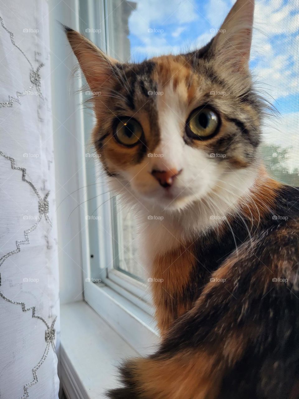 Calico cat sitting in widow looking at the camera