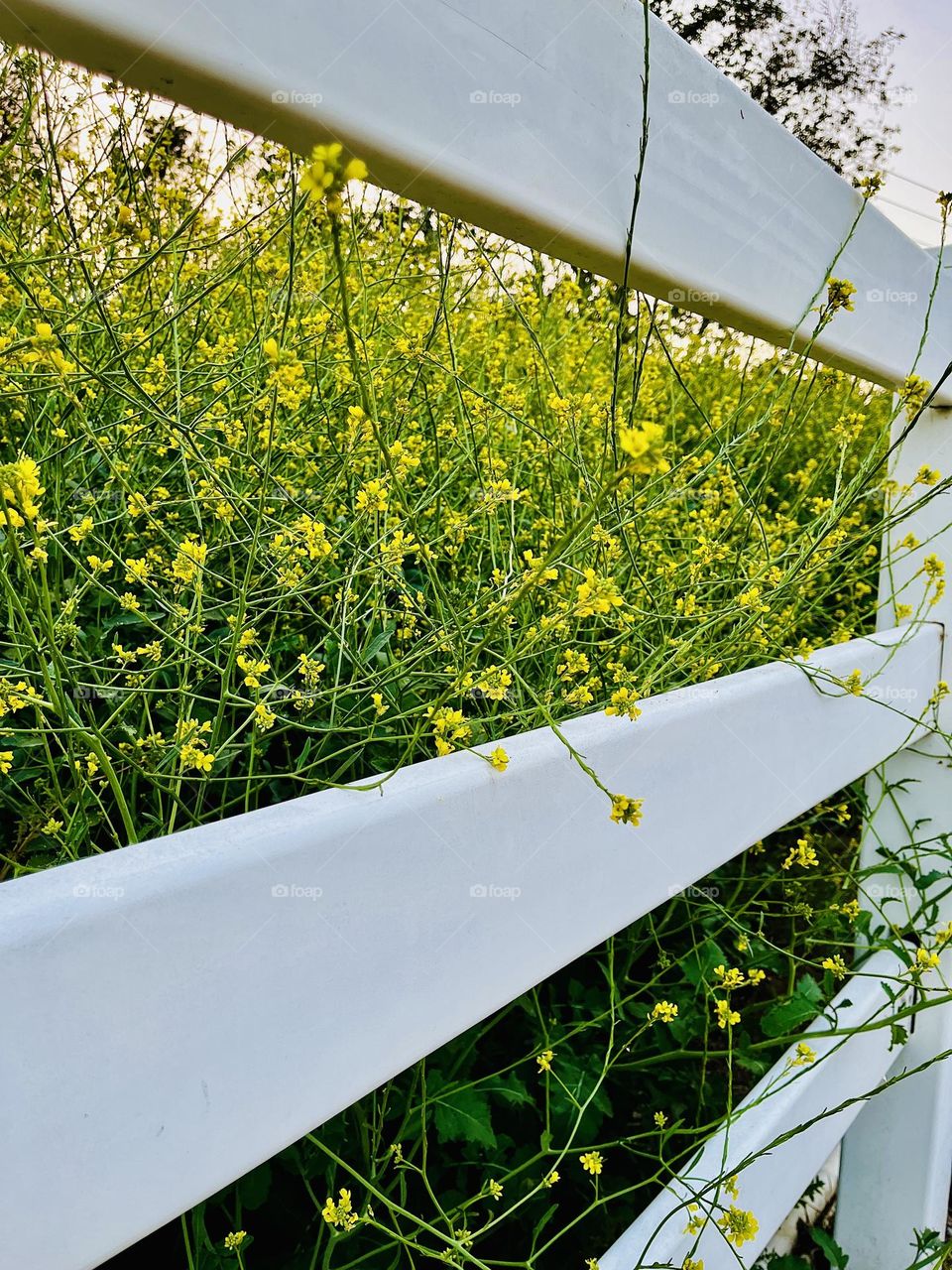 Black Mustard Yellow Flowers