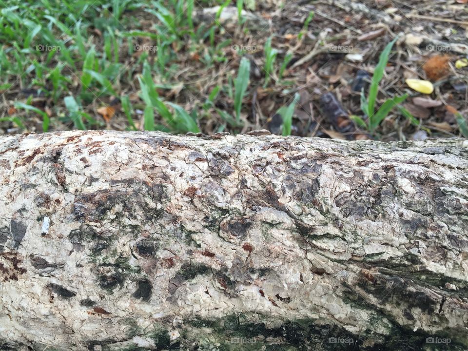 Mimosa tree root close up