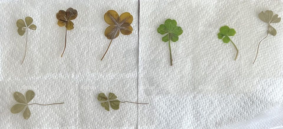 lucky clover 