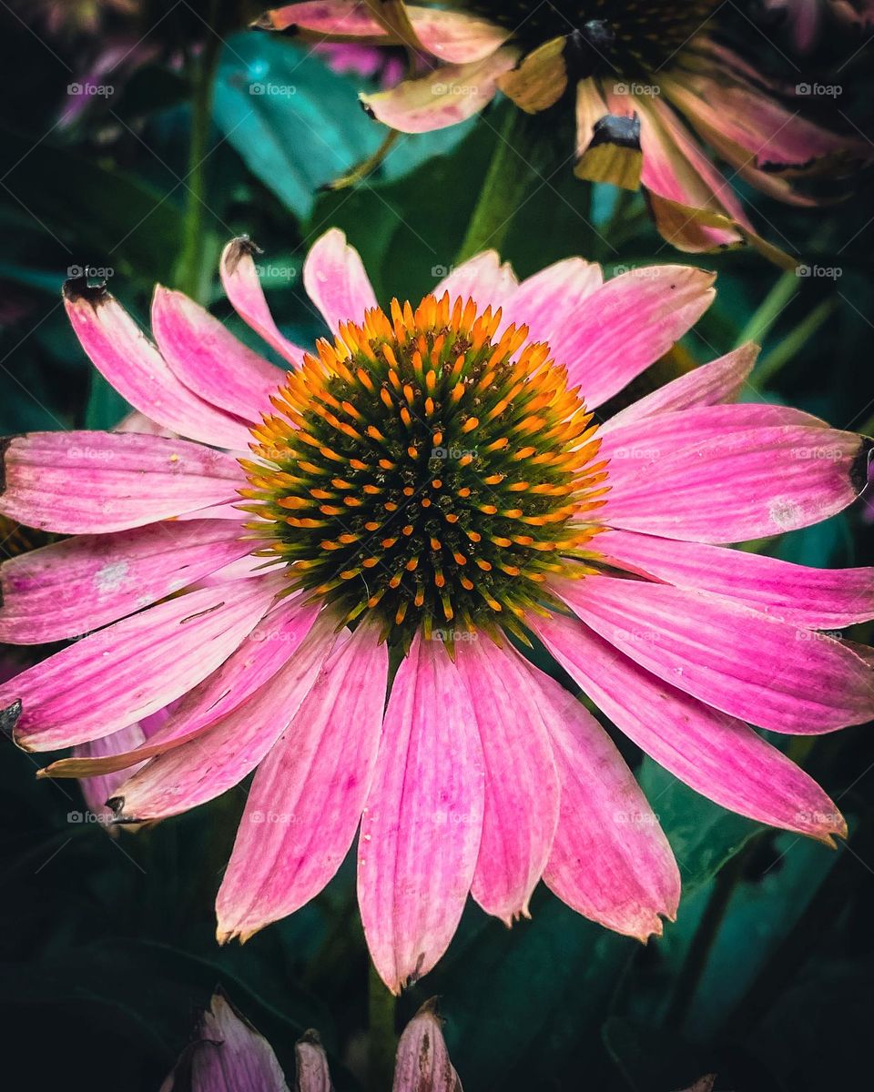 Pink flower 