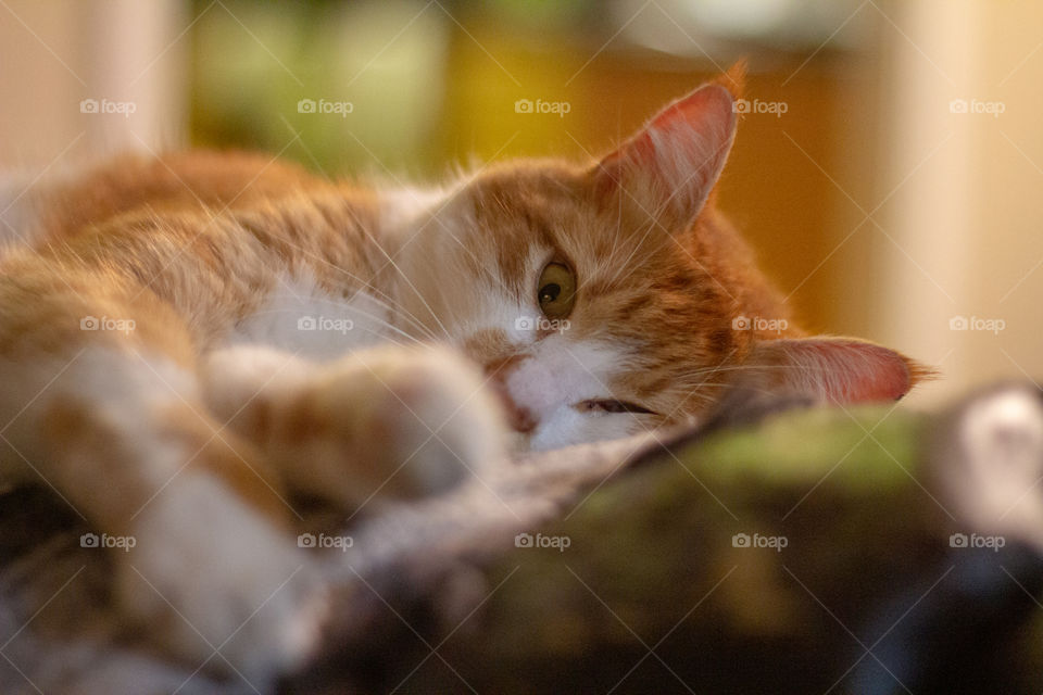 Cash the orange cat, lounging on a comfy couch 