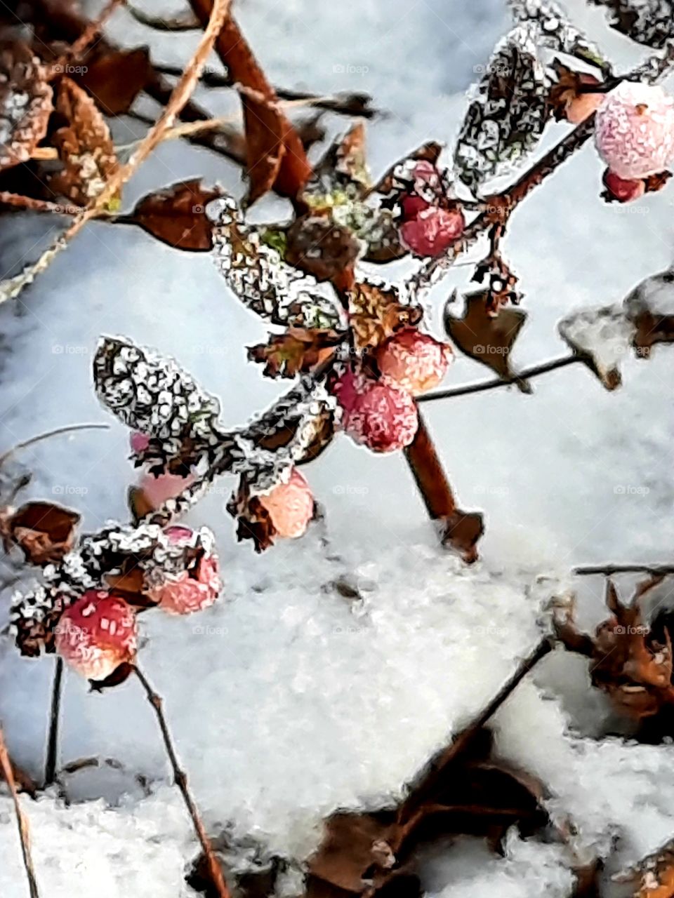 winter garden with a twig of frozen pink snowdrop berries