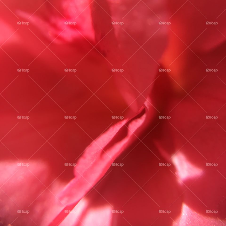 Salmon azalea closeup