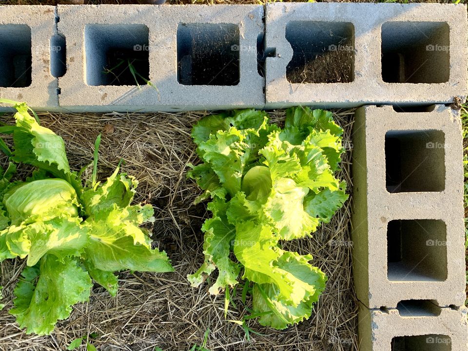 Overhead view of early heads of Bibb lettuce in a raised bed garden 