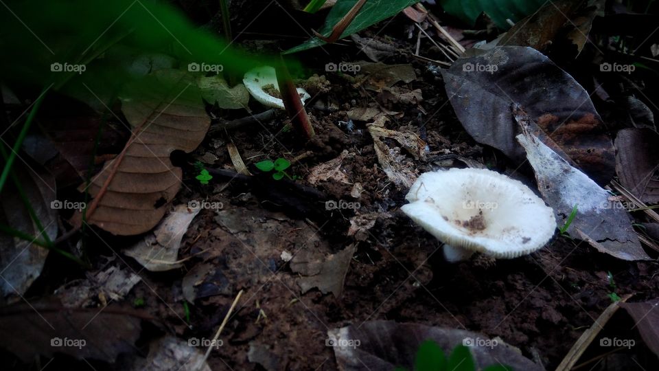White mushrooms in the rainy season