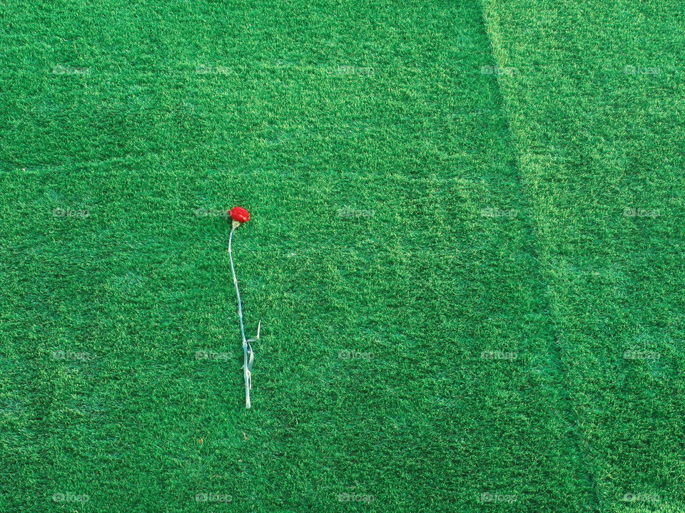 Red carnation on the background of green grass, spring