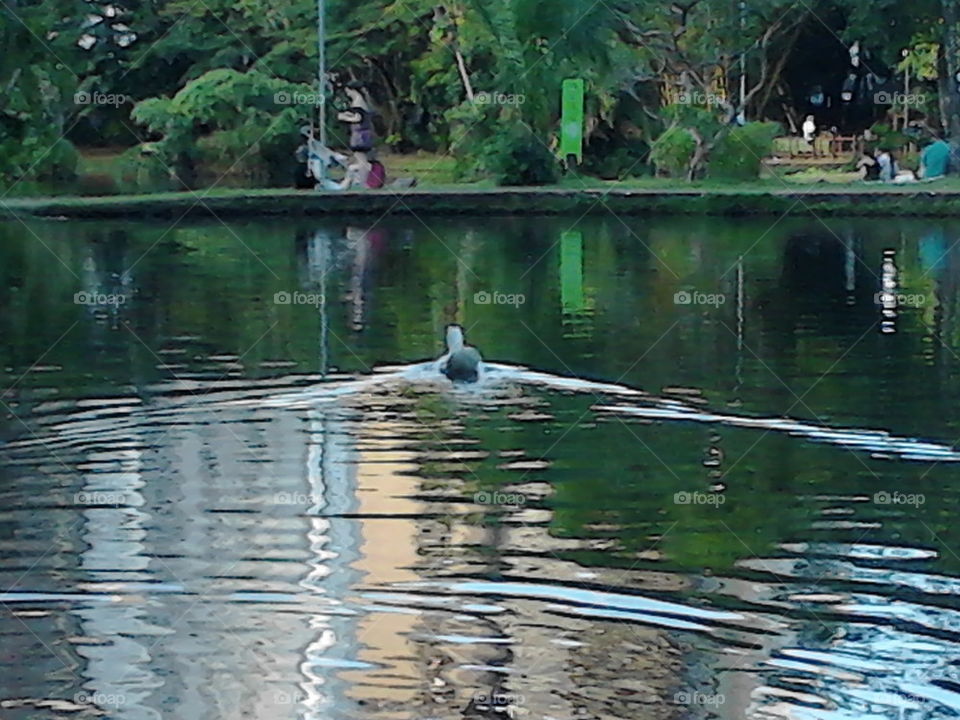 on the lake