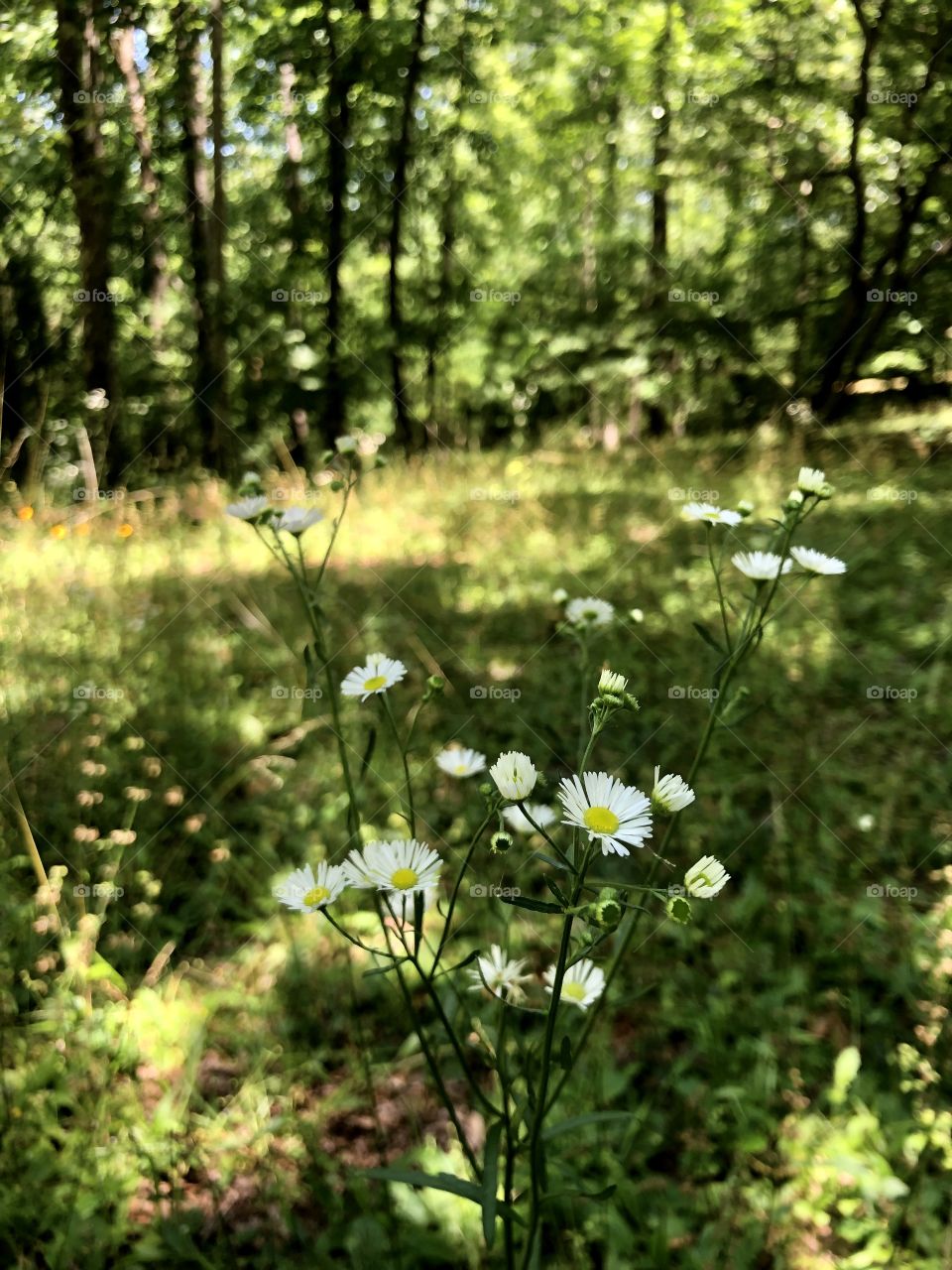 Closeup of wildflowers in dappled sunlight in woodlands meadow 