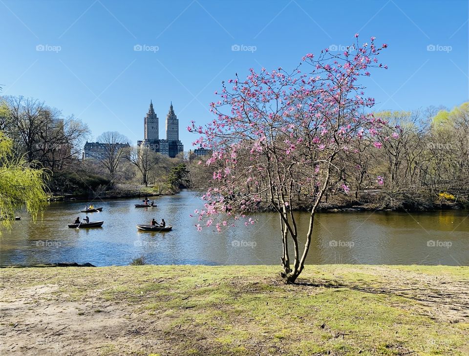 Spring time on the lake in Central Park 