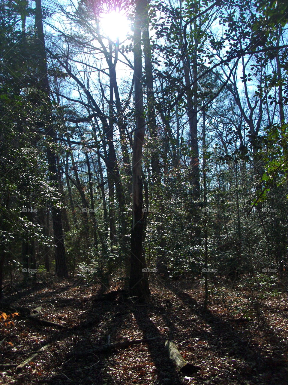 Wood, Tree, No Person, Nature, Landscape