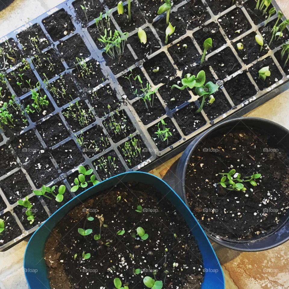 Sprouting Seeds