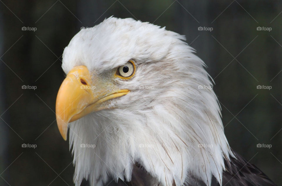 American Bald Eagle in captivity.