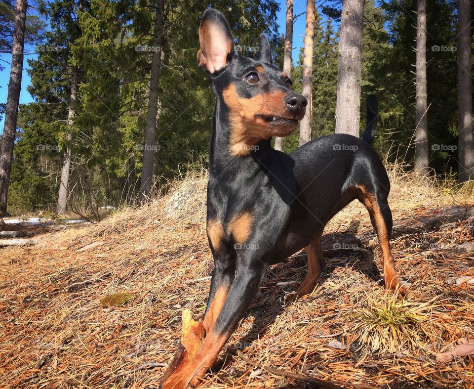 Minpin