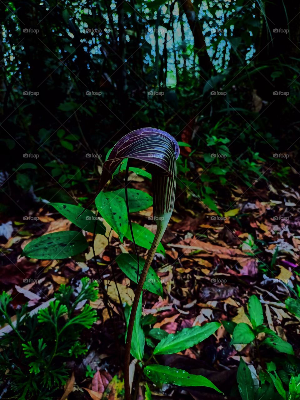 Cobra lily (Arisaema sp) blooming with blurred plant leaves background, growing in tropical forest of North Sumatra, Indonesia