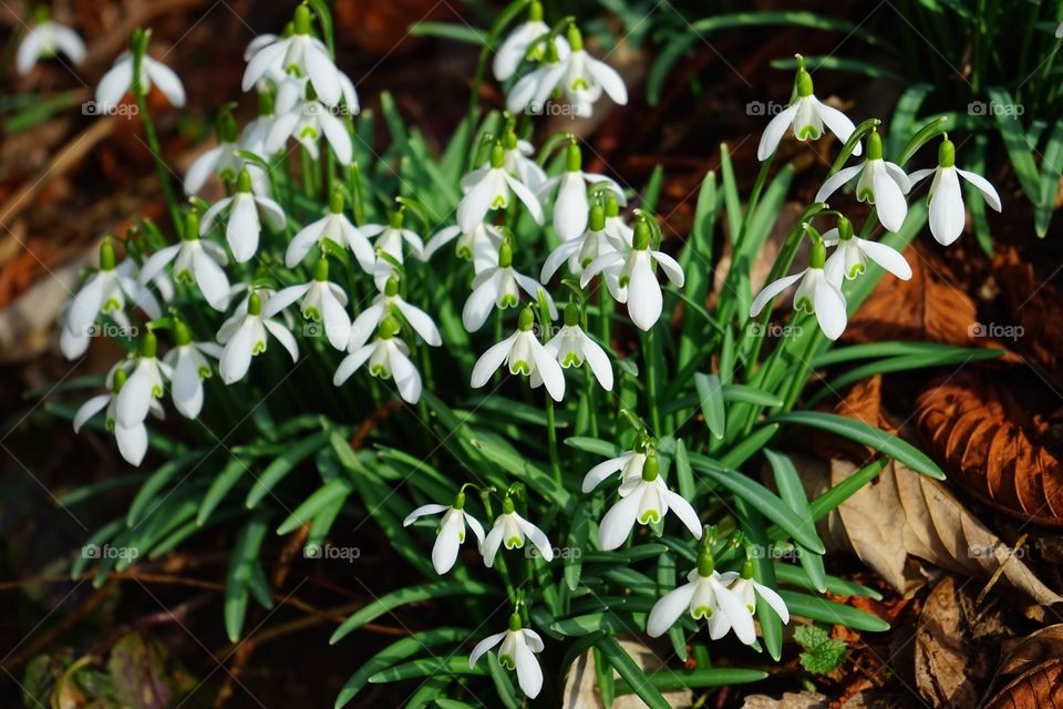 Blooming snowdrop flowers